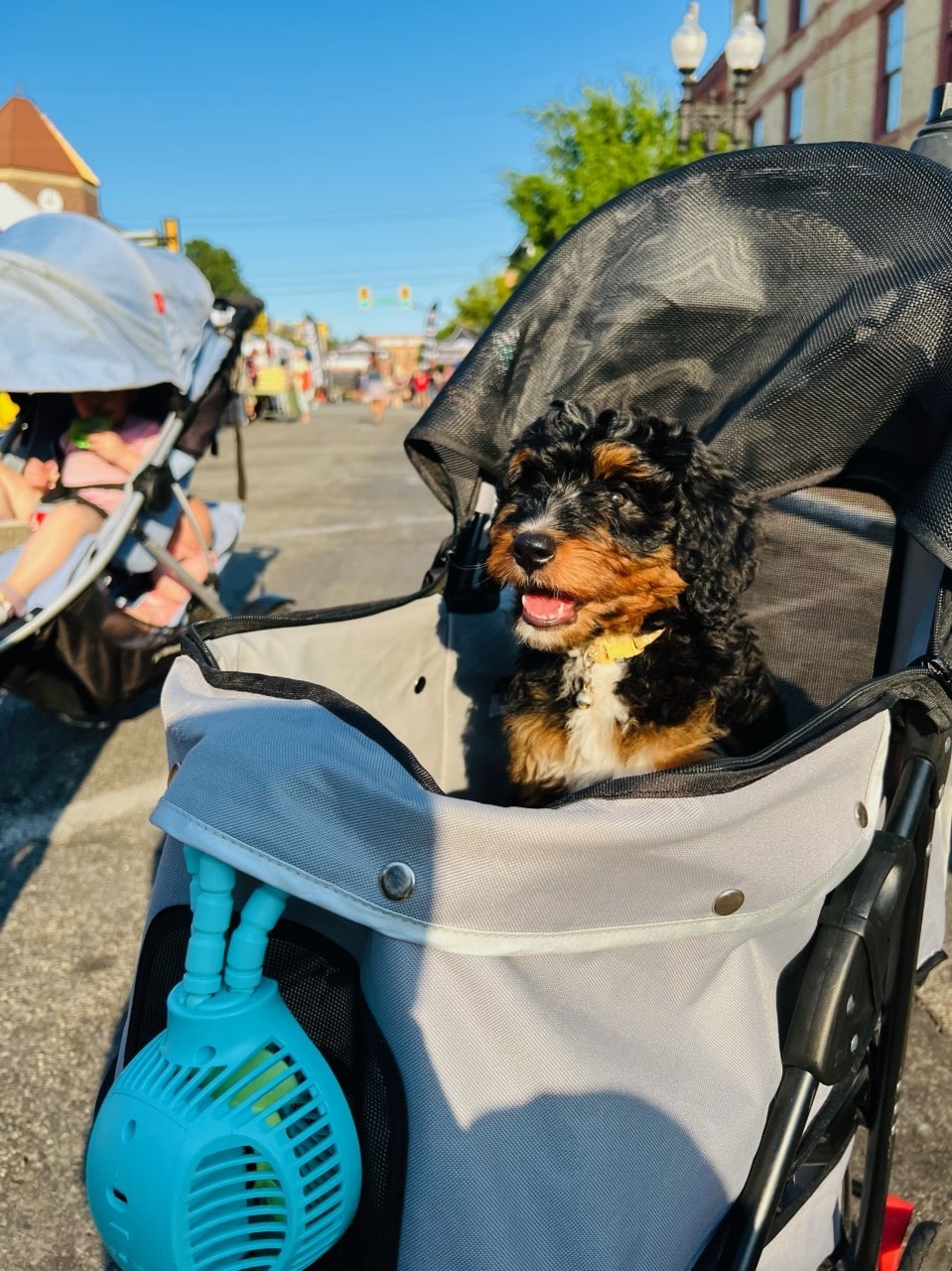 Puppy Traveling in a Basket