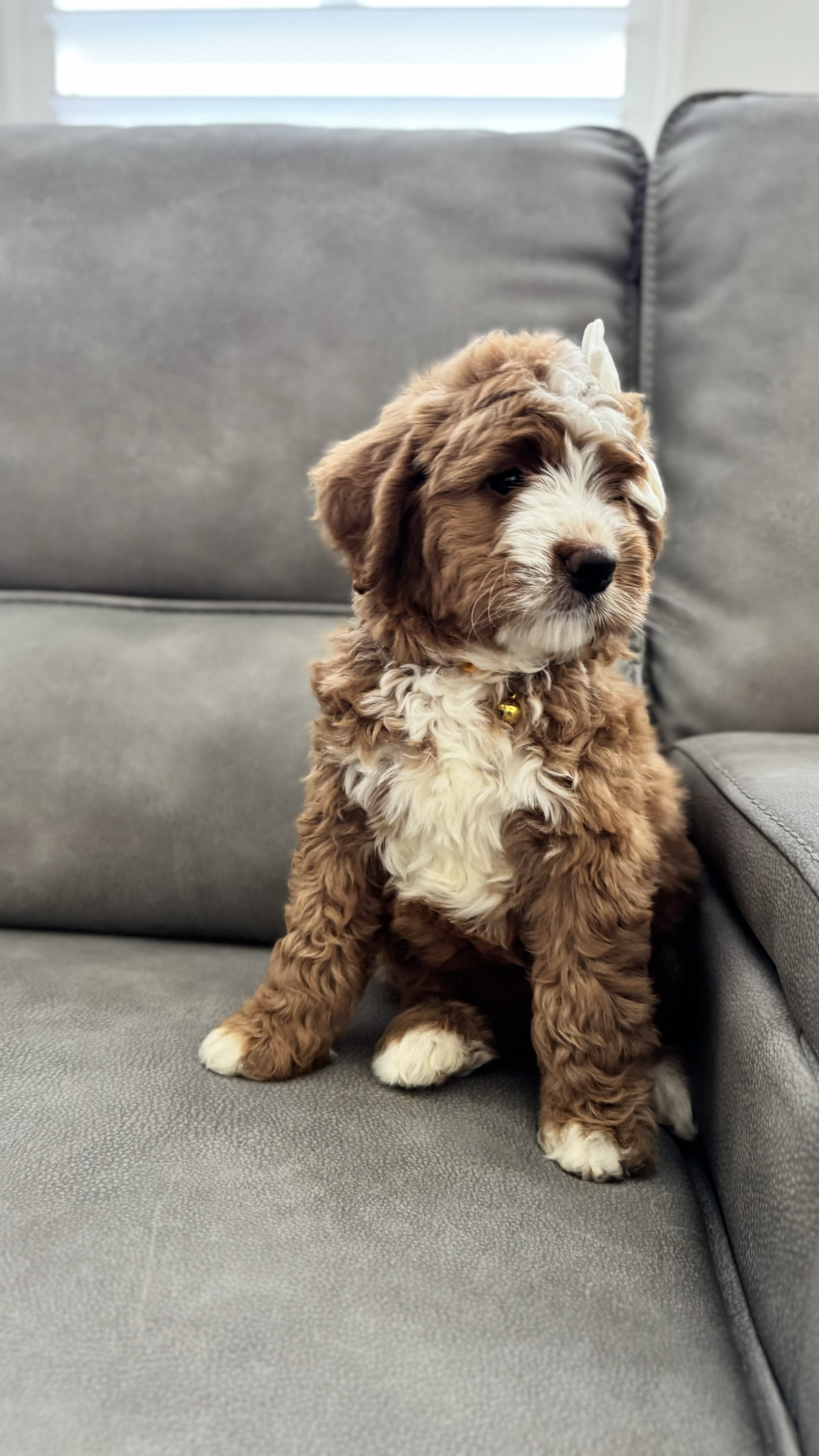 Puppy with a Pad