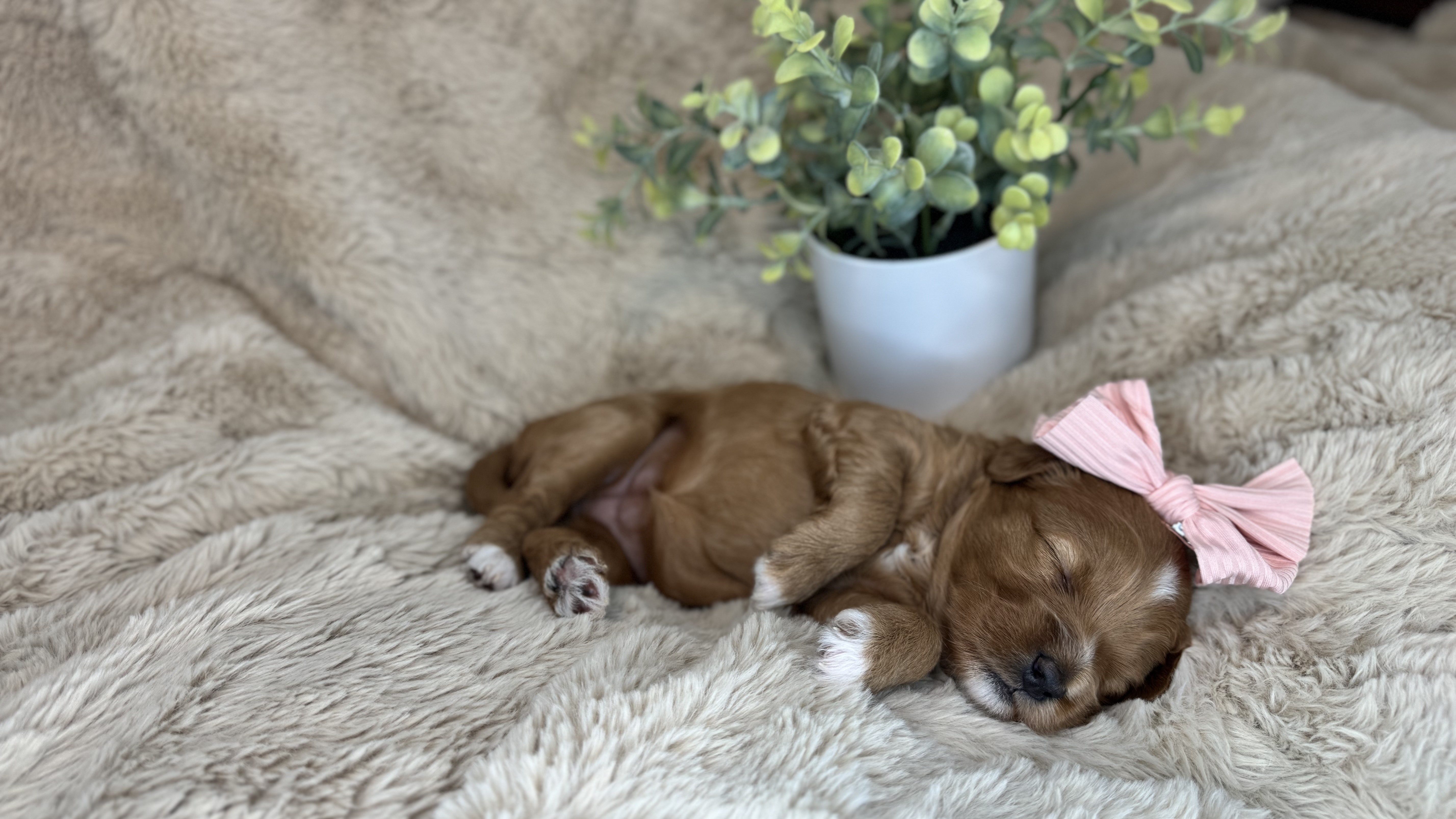 Dog Breeding