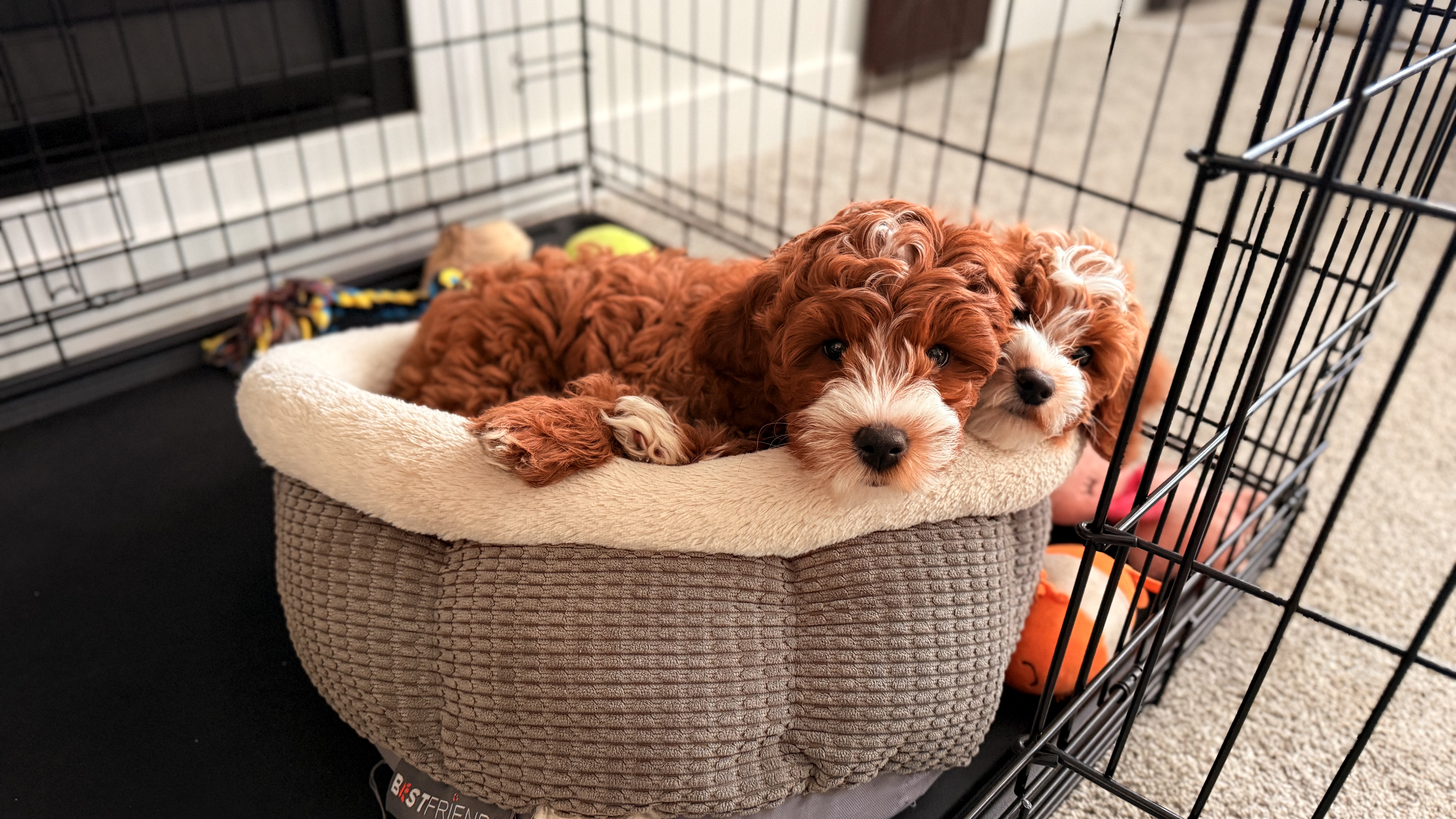 Puppy Chewing
